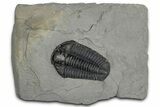Calymene Niagarensis Trilobite Fossil - New York #357079-1